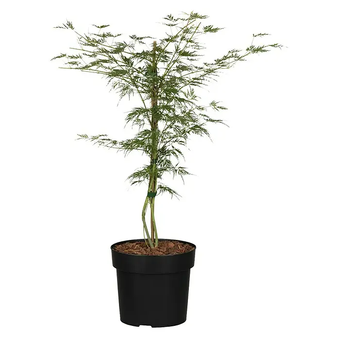 Piardino Arce japonés - Acer palmatum 'Dissectum' - Vista frontal