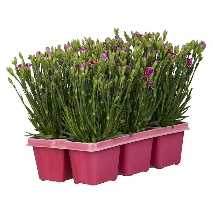 Piardino Gartennelke 6er Tray - Dianthus caryophyllus 'Pink Kisses', Blütenfarbe: Sortenabhängig - Vorderansicht