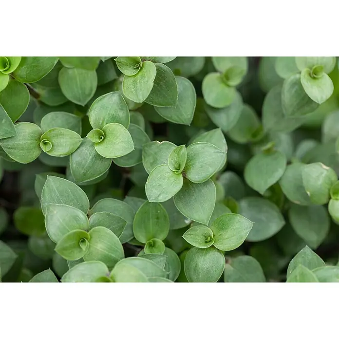 Piardino Schönpolster - Callisia repens, Topfgröße: 12 cm - Detailaufnahme