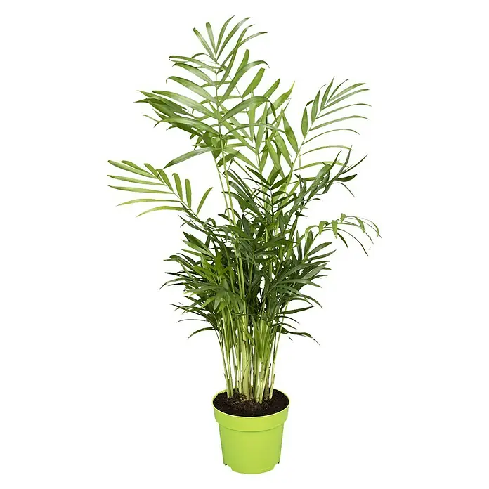 Bergpalme - Chamaedorea elegans, Topfgröße: 14 cm - Vorderansicht