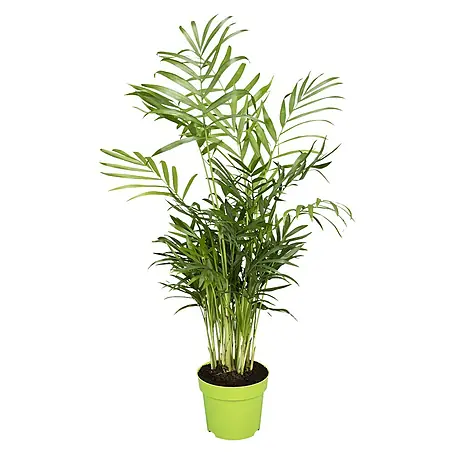 Bergpalme