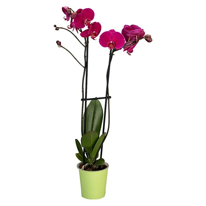 Piardino Schmetterlingsorchidee - Phalaenopsis x Hybrid Rubina, Topfgröße: 12 cm, Blütenfarbe: Purpurrot, Wuchsform: Aufrecht - Vorderansicht