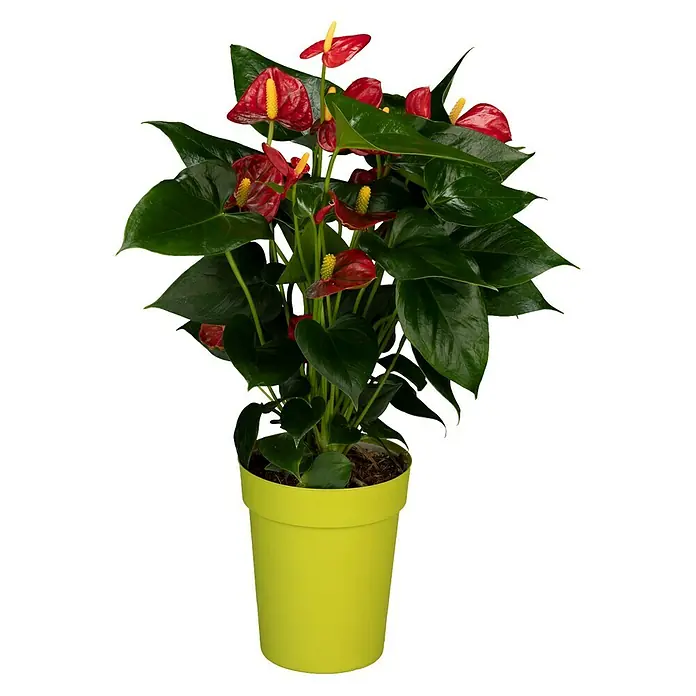 Piardino Flamingoblume - Anthurium andreanum, Topfgröße: 12 cm, Orange/Gelb - Vorderansicht