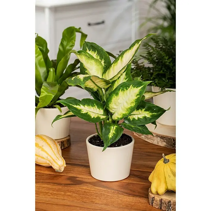 Piardino Dieffenbachie - Dieffenbachia maculata, Topfgröße: 12 cm, Bunt - Stimmungsaufnahme