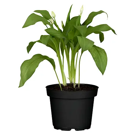 Blu Bio Bärlauch