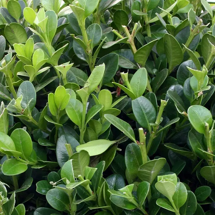 Piardino Buchsbaum - Buxus sempervirens, Topfvolumen: 3 l - Detailaufnahme