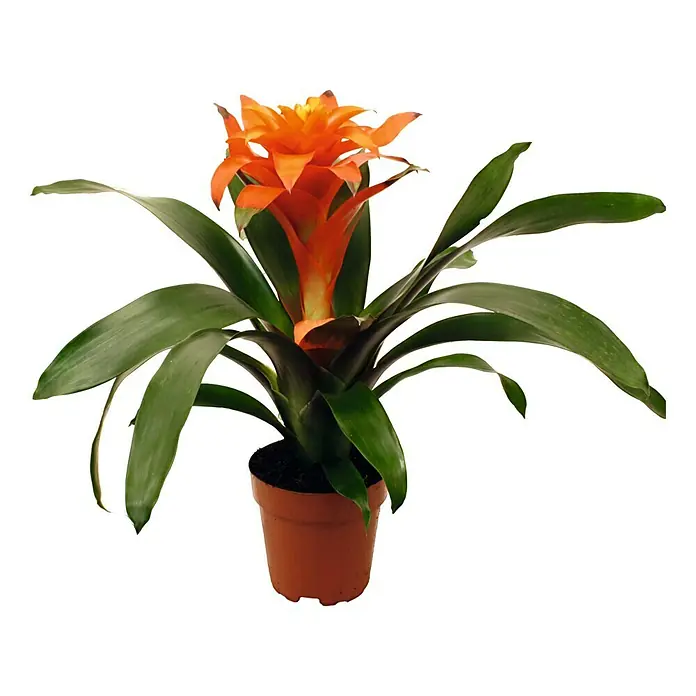 Piardino Bromelia - Guzmania Hybriden, Tamaño de maceta: 12 cm, Naranja - Vista frontal