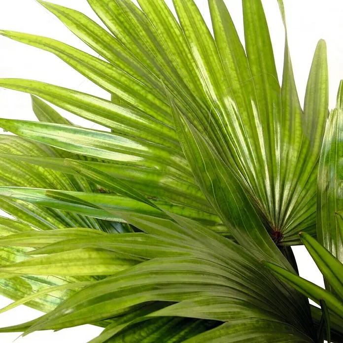 Piardino Fächerpalme Nr. 12 - Livistona chinensis, Topfgröße: 18 cm - Detailaufnahme