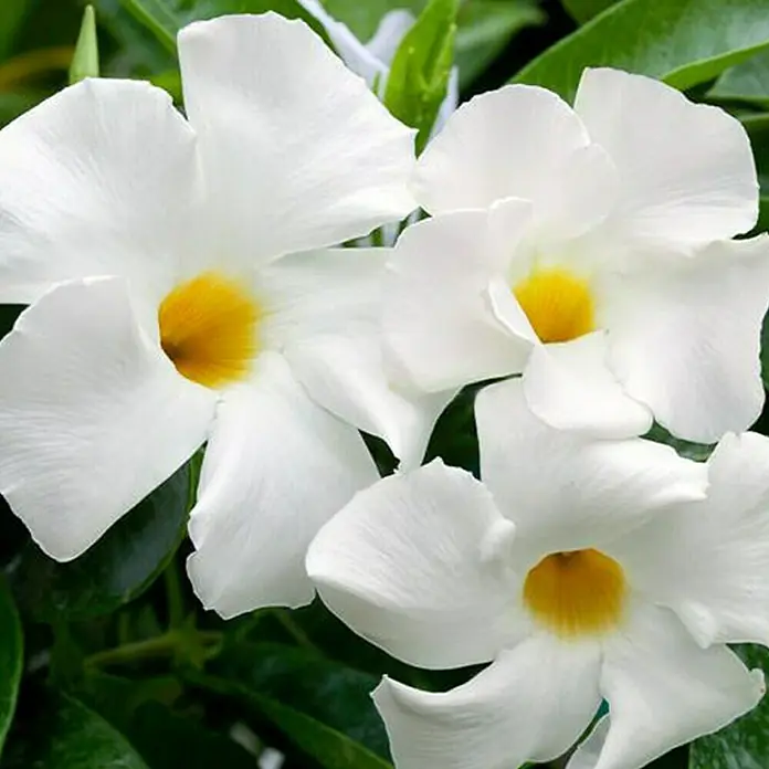 Piardino Trichterblüte - Dipladenia sanderi, Topfgröße: 11 cm, Sortenabhängig - Detailaufnahme