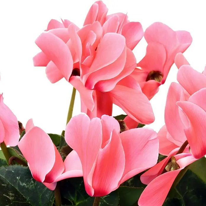Piardino Zimmer-Alpenveilchen - Cyclamen persicum Pastel Flame Mix, Topfgröße: 13 cm, Dunkelrosa/Weiß - Detailaufnahme