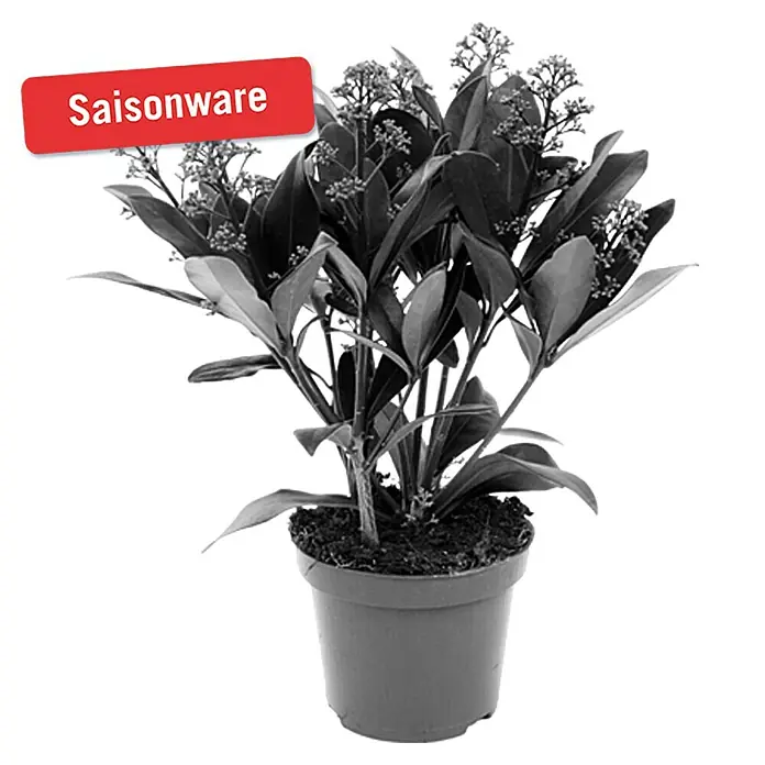 Piardino Japanische Fruchtskimmie - Skimmia japonica, Rot - Rückansicht