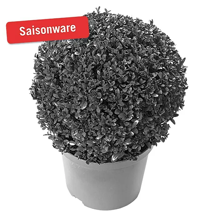 Piardino Buchsbaum - Buxus sempervirens, Topfvolumen: 15 l