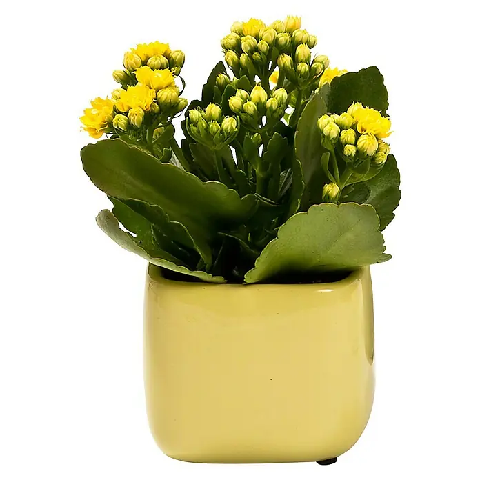 Piardino Flammendes Käthchen Mini - Kalanchoe blossfeldiana, Topfgröße: 7 cm, Gelb - Stimmungsaufnahme