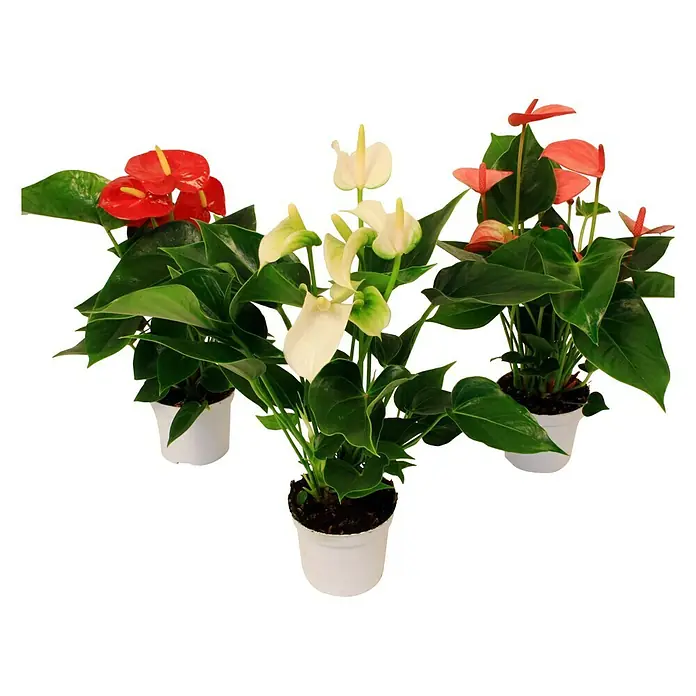 Piardino Flamingoblume - Anthurium x andreanum, Topfgröße: 9 cm, Blütenfarbe: Sortenabhängig - Vorderansicht