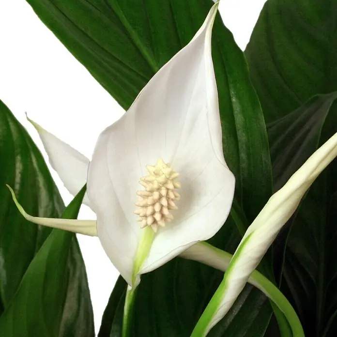 Piardino Blattfahne - Spathiphyllum floribundum, Topfgröße: 17 cm - Detailaufnahme