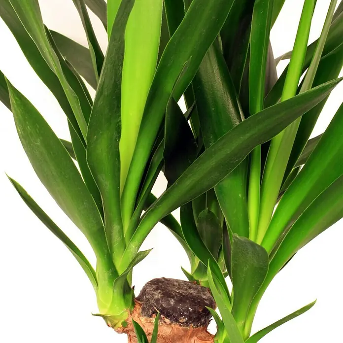 Piardino Yuca pie de elefante verde - Yucca elephantipes, Tamaño de maceta: 17 cm - Primer plano