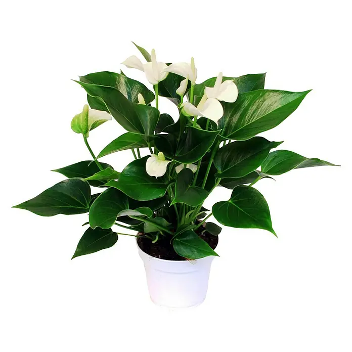 Piardino Flamingoblume - Anthurium x andreanum, Topfgröße: 12 cm, Weiß - Vorderansicht