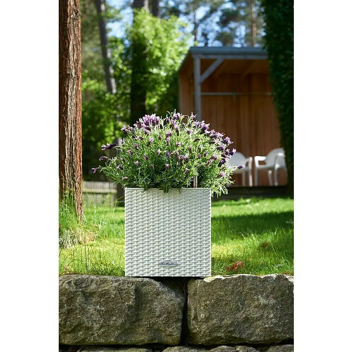 Lechuza Cottage Pflanzkübel eckig Cube - Außenmaß (L x B x H): 30 x 30 x 30 cm, Kunststoff, Weiß - Stimmungsaufnahme