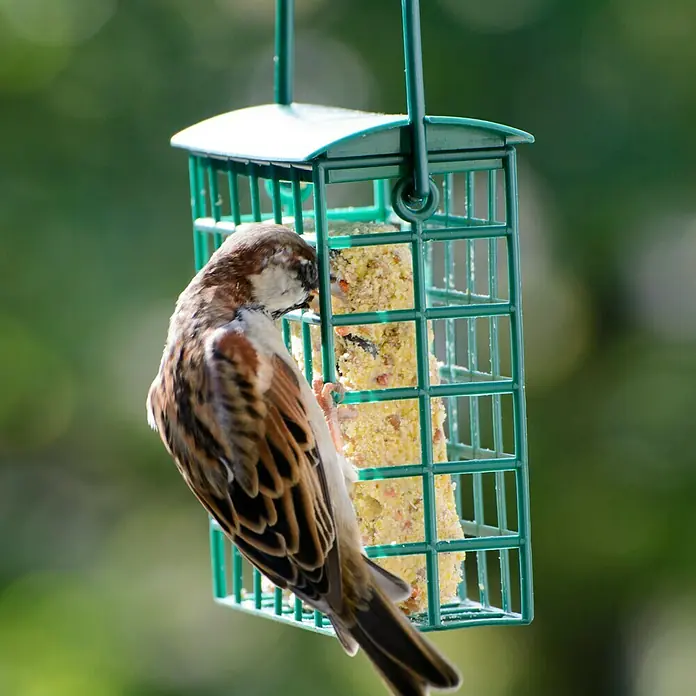 Dobar Wildvogelfutter Set - 8 Stk., Mit Futterspender - Stimmungsaufnahme