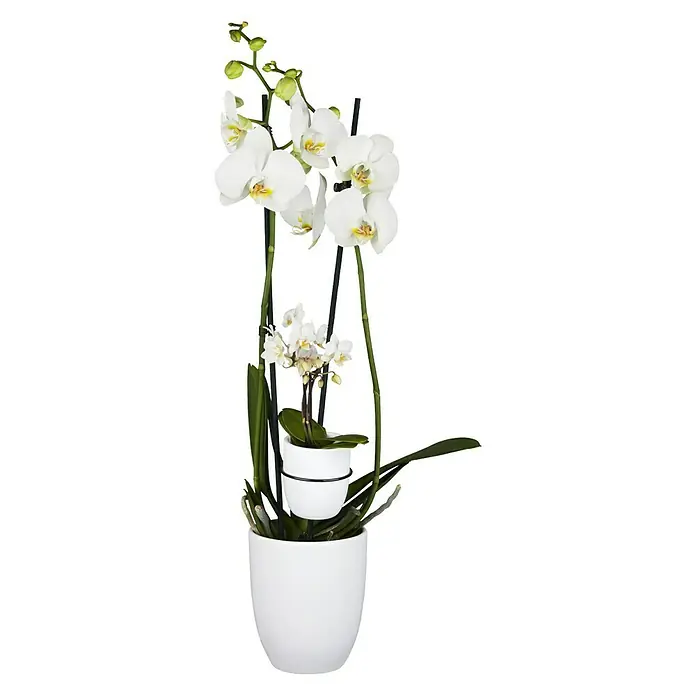 Piardino Schmetterlingsorchidee Mutter mit Kind - Phalaenopsis x Hybride, Topfgröße: 12 cm, Weiß, Anzahl Triebe: 2 Stk., Aufrecht - Vorderansicht