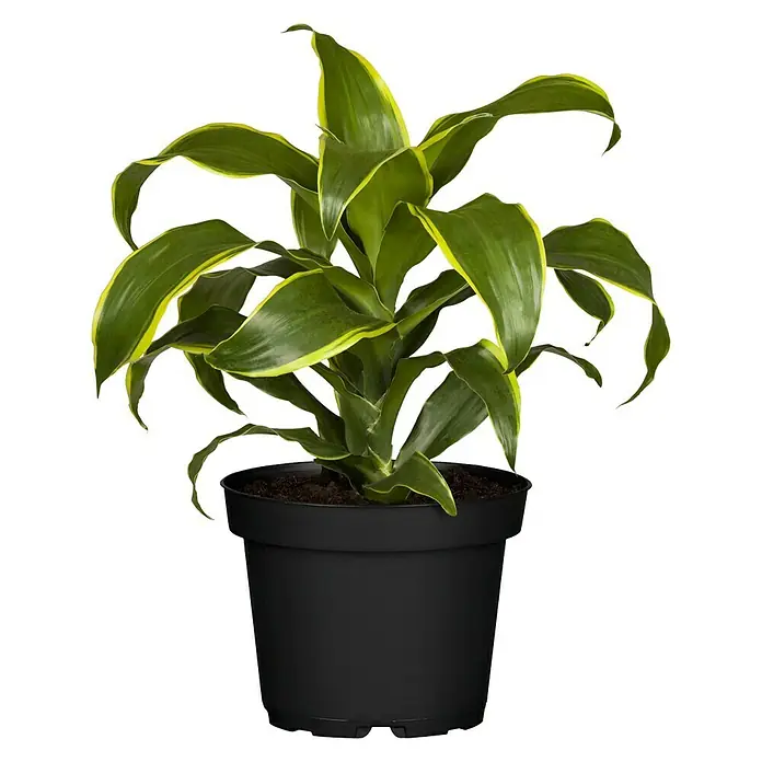 Piardino Drachenbaum - Dracaena fragrans Dorado, Topfgröße: 17 cm, Blattfarbe: Gelb/Grün - Vorderansicht