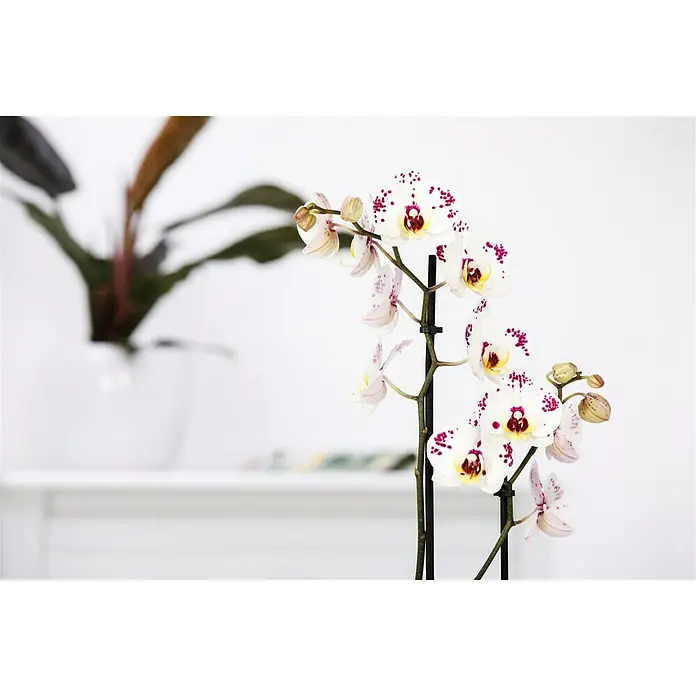 Piardino Schmetterlingsorchidee - Phalaenopsis x Hybrid Konfetti, Topfgröße: 12 cm, Blütenfarbe: Weiß/Rosa, Anzahl Triebe: 2 Stk., Aufrecht - Detailaufnahme