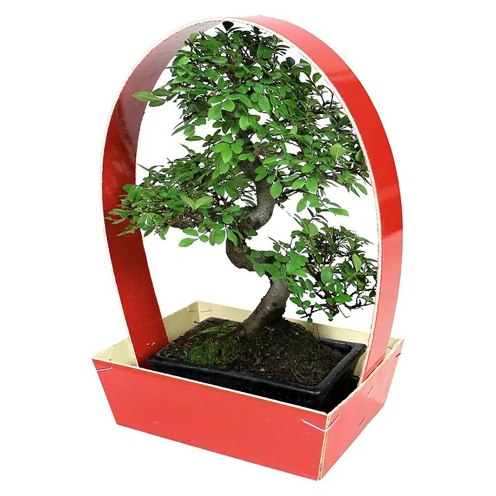 Bonsai - Carmona sp, Tamaño de maceta: 20 cm, Verde