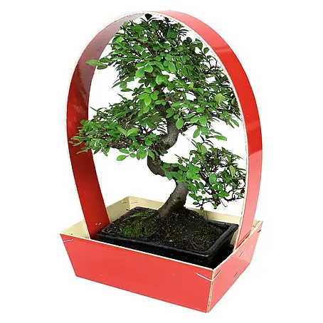 Bonsai