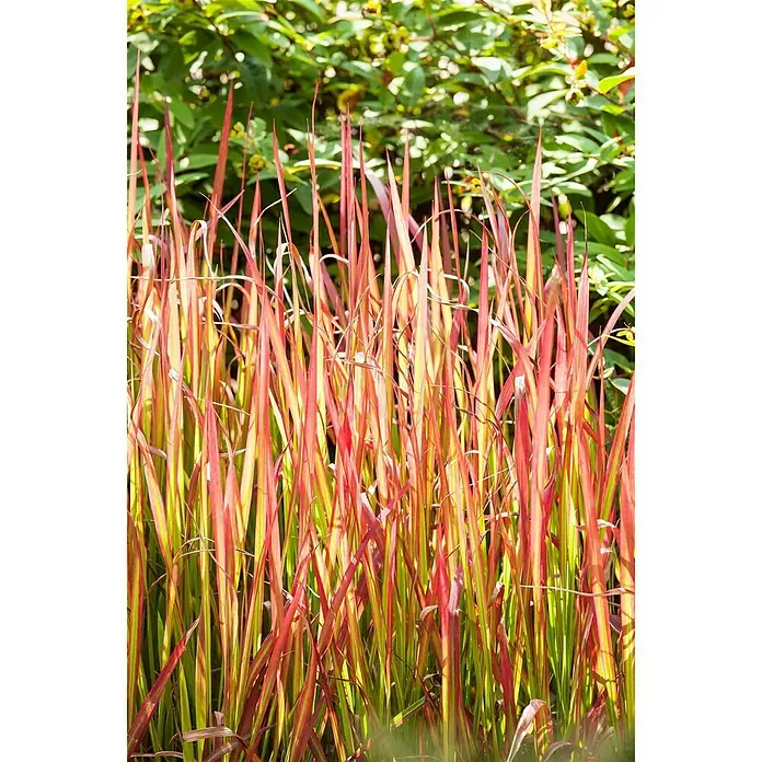 Piardino Japanisches Blutgras Blutgras - Imperata cylindrica 'Red Baron', Topfgröße: 19 cm - Detailaufnahme