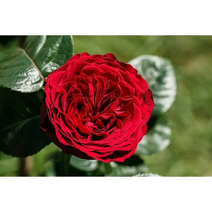 Piardino Topfrose - Rosa Hybride, Topfgröße: 22 cm, Sortenabhängig - Detailaufnahme
