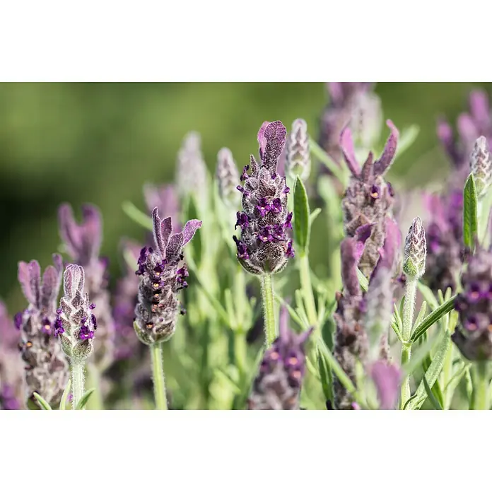 Piardino Schopflavendel Anouk - Lavandula stoechas, Topfvolumen: 2 l - Detailaufnahme