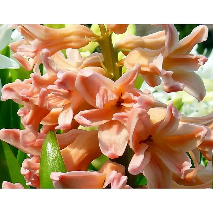 Piardino Frühlingsblumenzwiebeln 'Gipsy Queen' - Hyacinthus orientalis 'Gipsy Queen', Mehrfarbig - Detailaufnahme