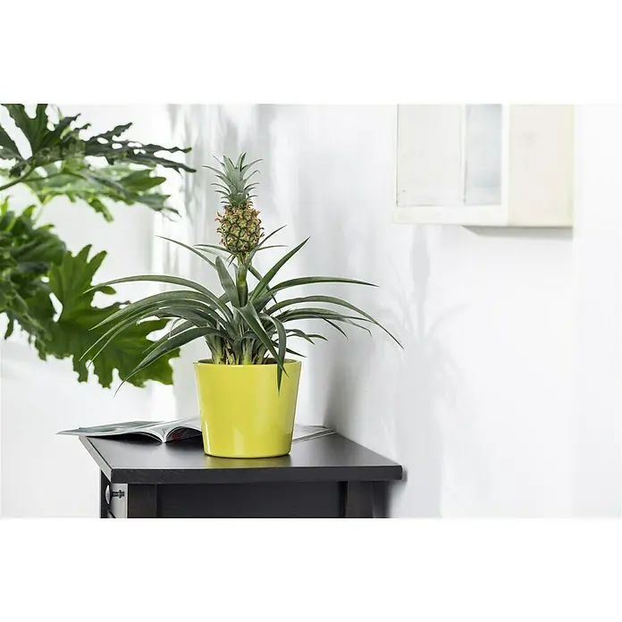 Piardino Ananas - Ananas comosus, Topfgröße: 12 cm - Stimmungsaufnahme