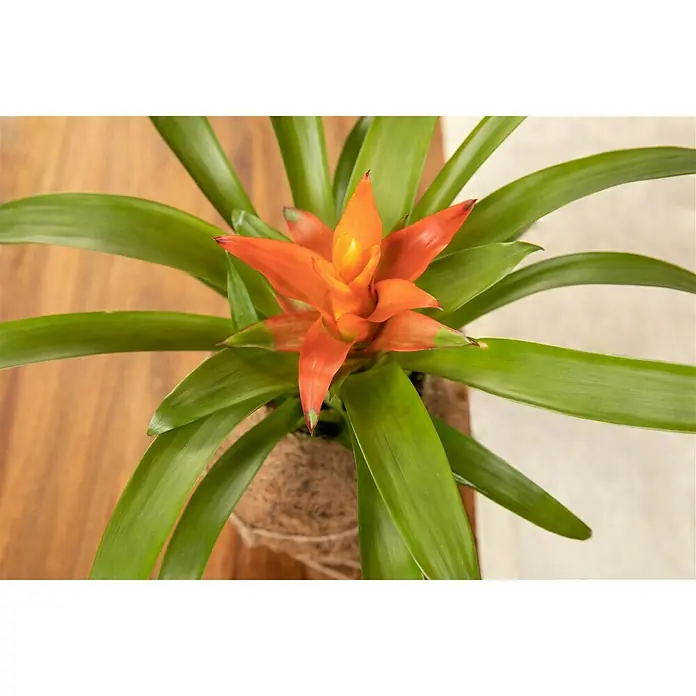 Piardino Bromelie in Kokodama - Bromelia, Topfgröße: 12 cm - Detailaufnahme
