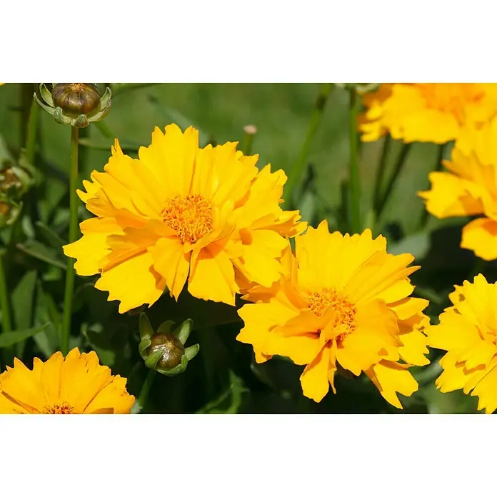 Piardino Großblumiges Mädchenauge - Coreopsis grandiflora, Topfgröße: 13 cm, Gelb - Detailaufnahme