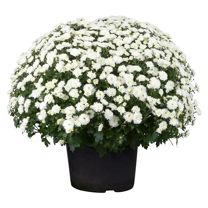 Piardino Herbst-Chrysantheme - Chrysanthemum indicum Hybride, Topfgröße: 19 cm, Sortenabhängig