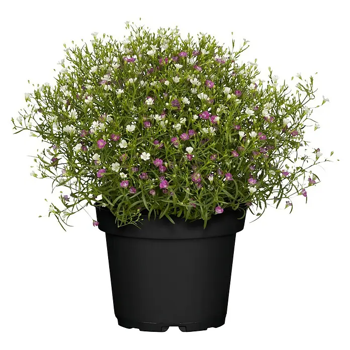 Piardino Mauer-Schleierkraut Twins - Gypsophila muralis, Rosa/Weiß - Vorderansicht