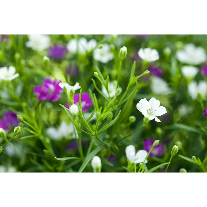 Piardino Ilusión - Gypsophila muralis, Tamaño de maceta: 13 cm, Blanco - Primer plano