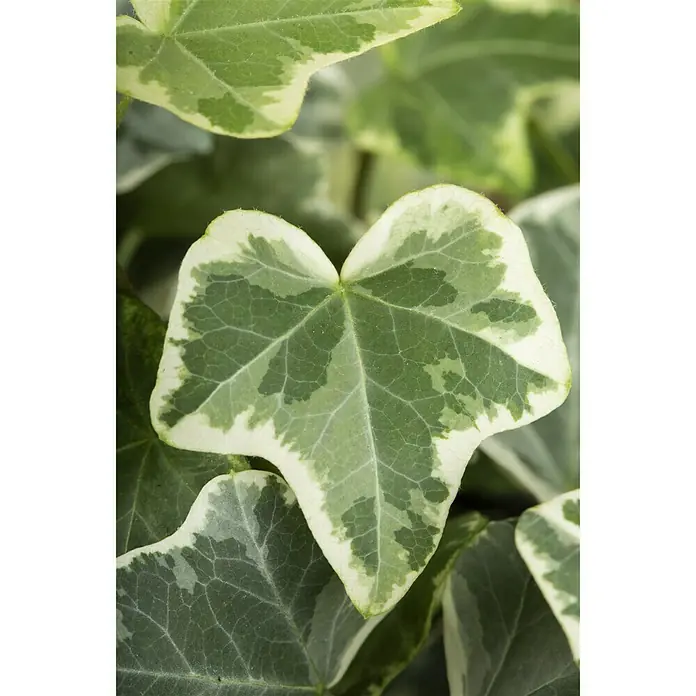 Piardino Efeu - Hedera helix, Topfgröße: 13 cm, Grün/Weiß - Detailaufnahme