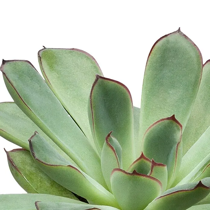 Piardino Echeverie - Echeveria pulidonis, Topfgröße: 12 cm, Grün/Grau/Rot