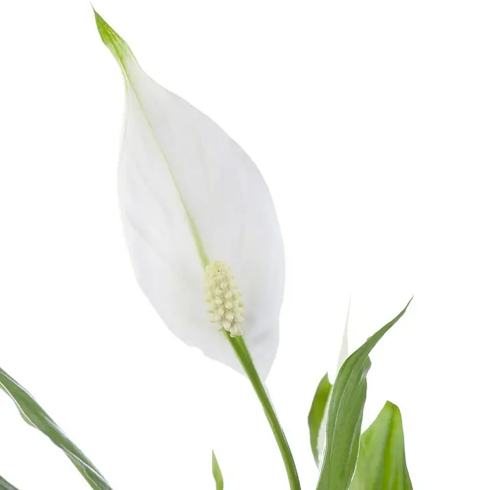 Piardino Blattfahne - Spathiphyllum floribundum, Topfgröße: 24 cm