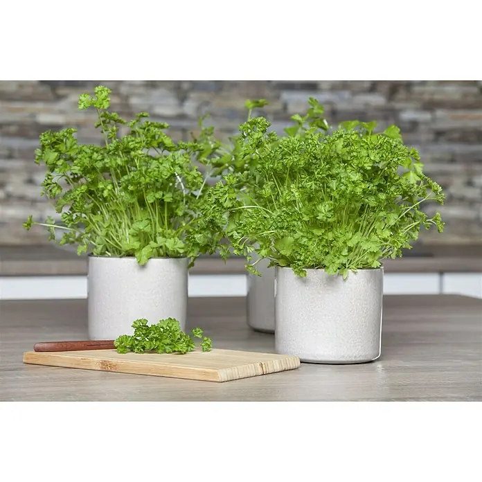 Piardino Bio Petersilie Bio - Petroselinum crispum - Stimmungsaufnahme