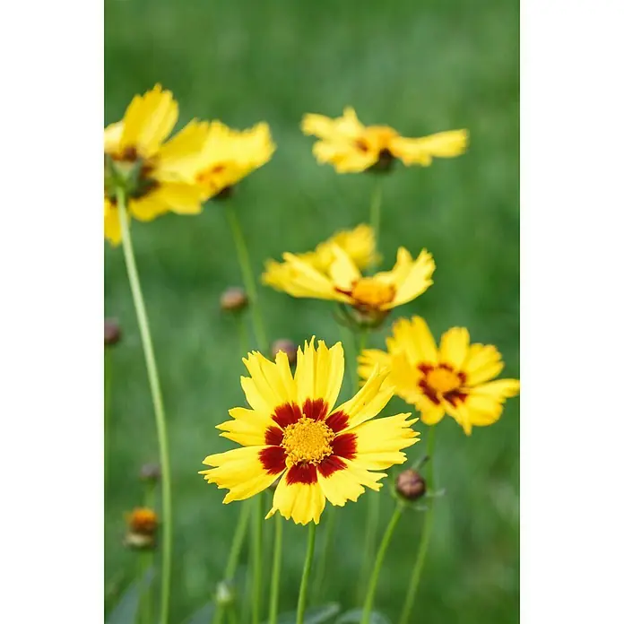 Piardino Großblumiges Mädchenauge - Coreopsis grandiflora, Topfgröße: 19 cm, Gelb/Orange - Detailaufnahme