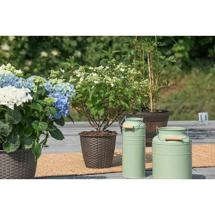 Piardino Hortensie - Hydrangea paniculata, Artenabhängig - Stimmungsaufnahme