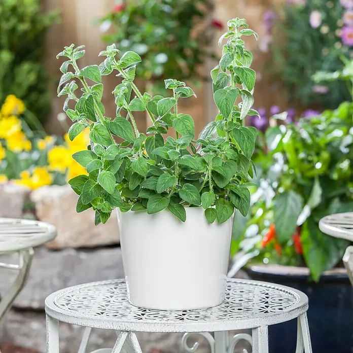 Piardino Oregano Bio - Origanum vulgare Margerita - Stimmungsaufnahme