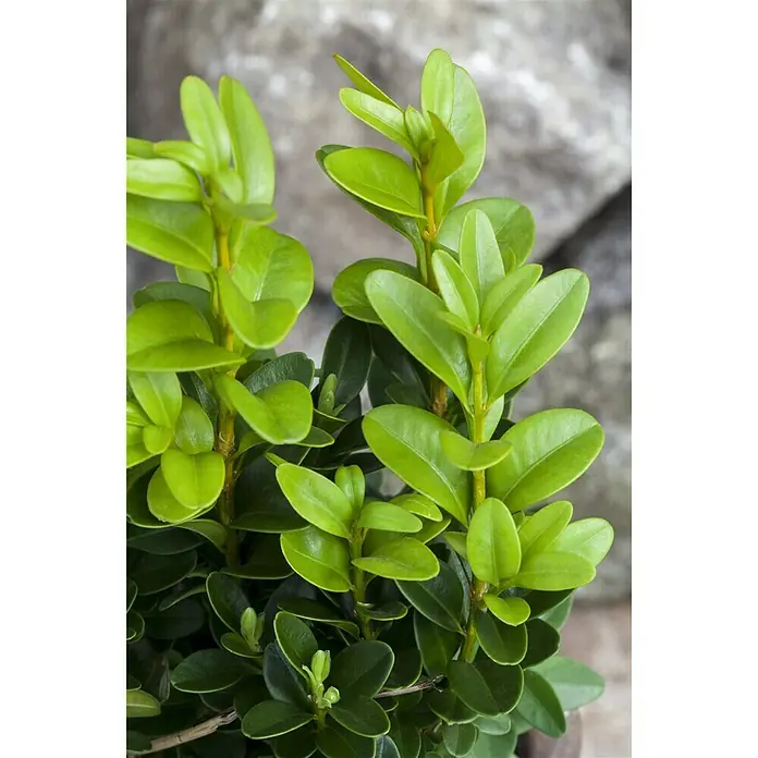 Piardino Buchsbaum - Buxus sempervirens - Detailaufnahme