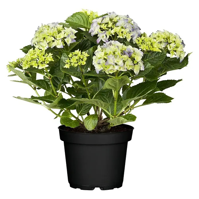 Piardino Hortensie - Hydrangea macrophylla, Topfgröße: 19 cm, Blütenfarbe: Artenabhängig - Vorderansicht