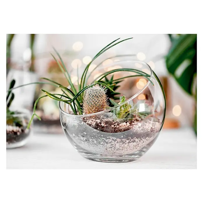 Cuadro de vidrio Glassart Bocal cactus - Planta cactus, An x Al: 45 x 30 cm