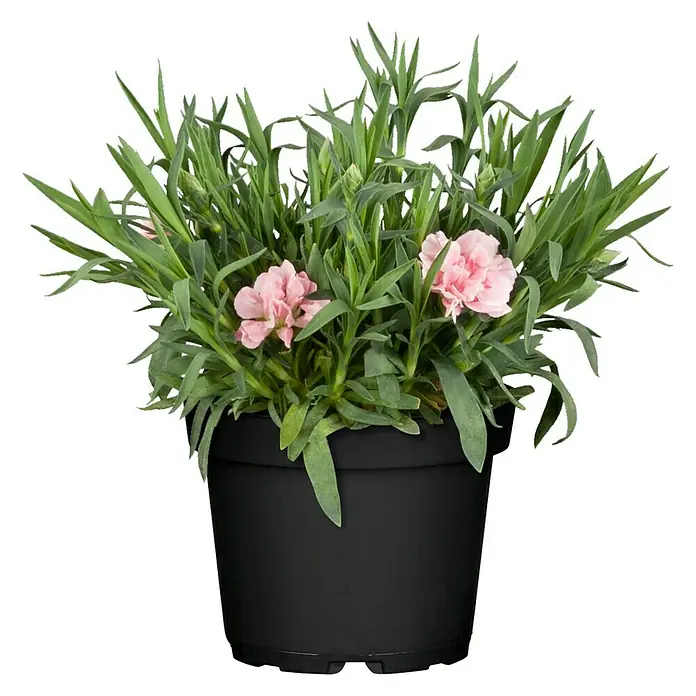 Piardino Gartennelke - Dianthus caryophyllus, Topfgröße: 12 cm, Blütenfarbe: Gelb - Vorderansicht