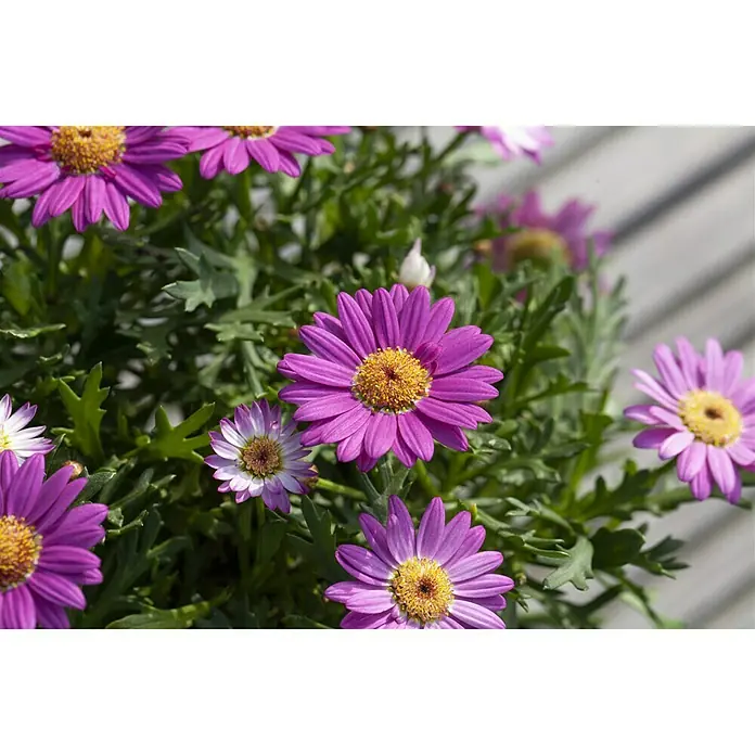 Piardino Strauchmargerite - Argyranthemum frutescens, Sortenabhängig - Detailaufnahme